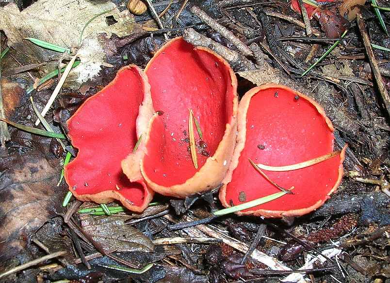 Sarcoscypha austriaca    (O. Beck ex Sacc.) Boud.